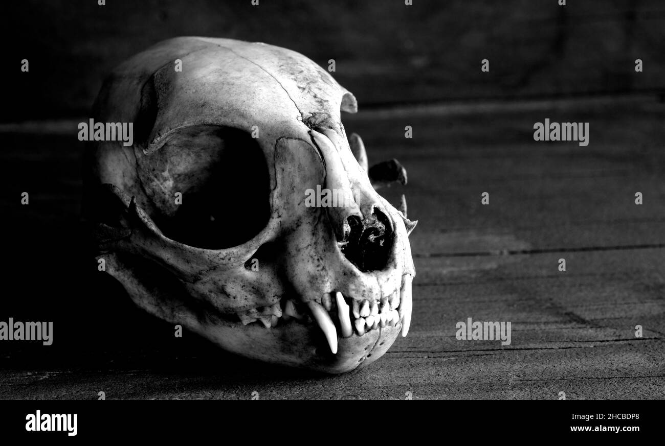 Dead Cat is a Good Cat - Cat Skull in Black and White on a Rustic Wooden Background Stock Photo