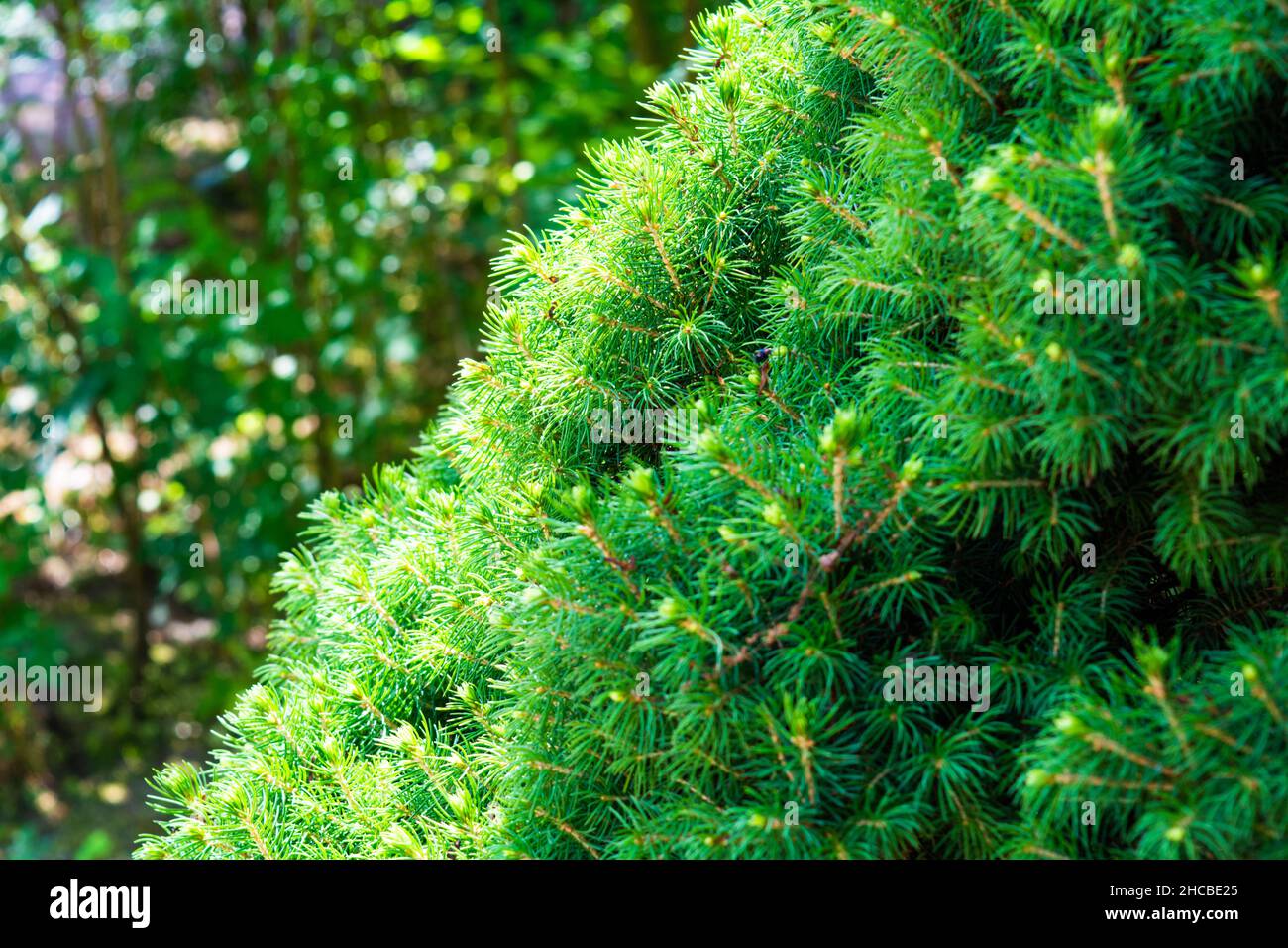 Canadian spruce green foliage. Decorative coniferous evergreen tree in garden Stock Photo