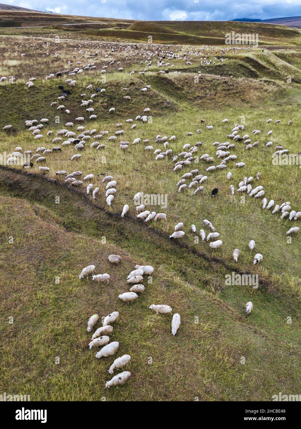 Aerial view of flock of sheep hi-res stock photography and images - Alamy