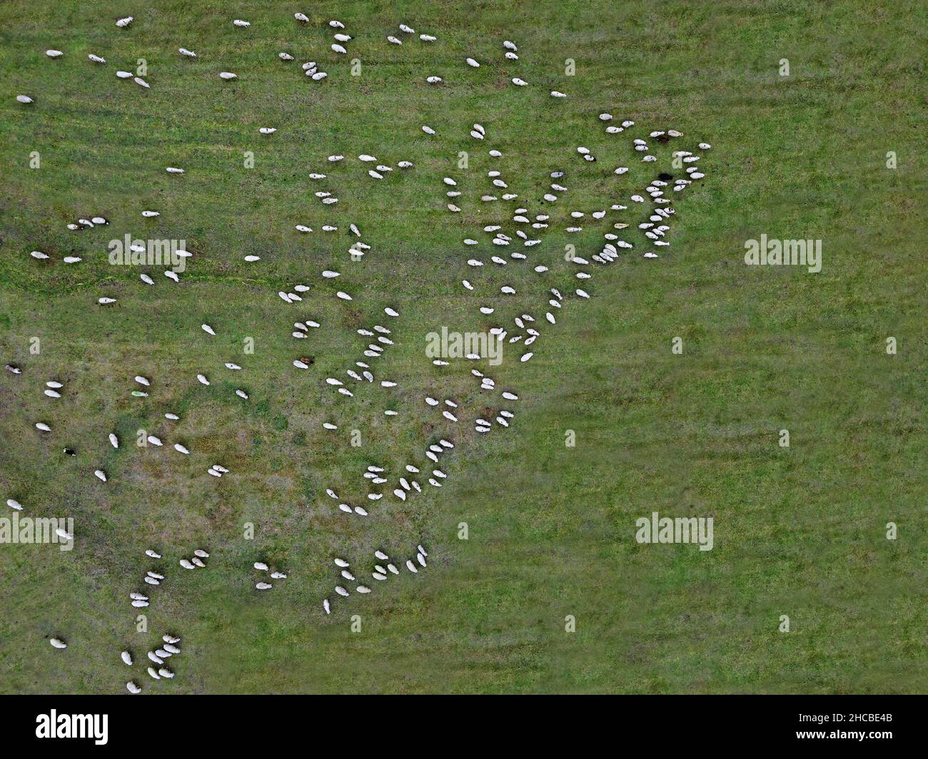 Aerial view of flock of sheep grazing in green pasture Stock Photo