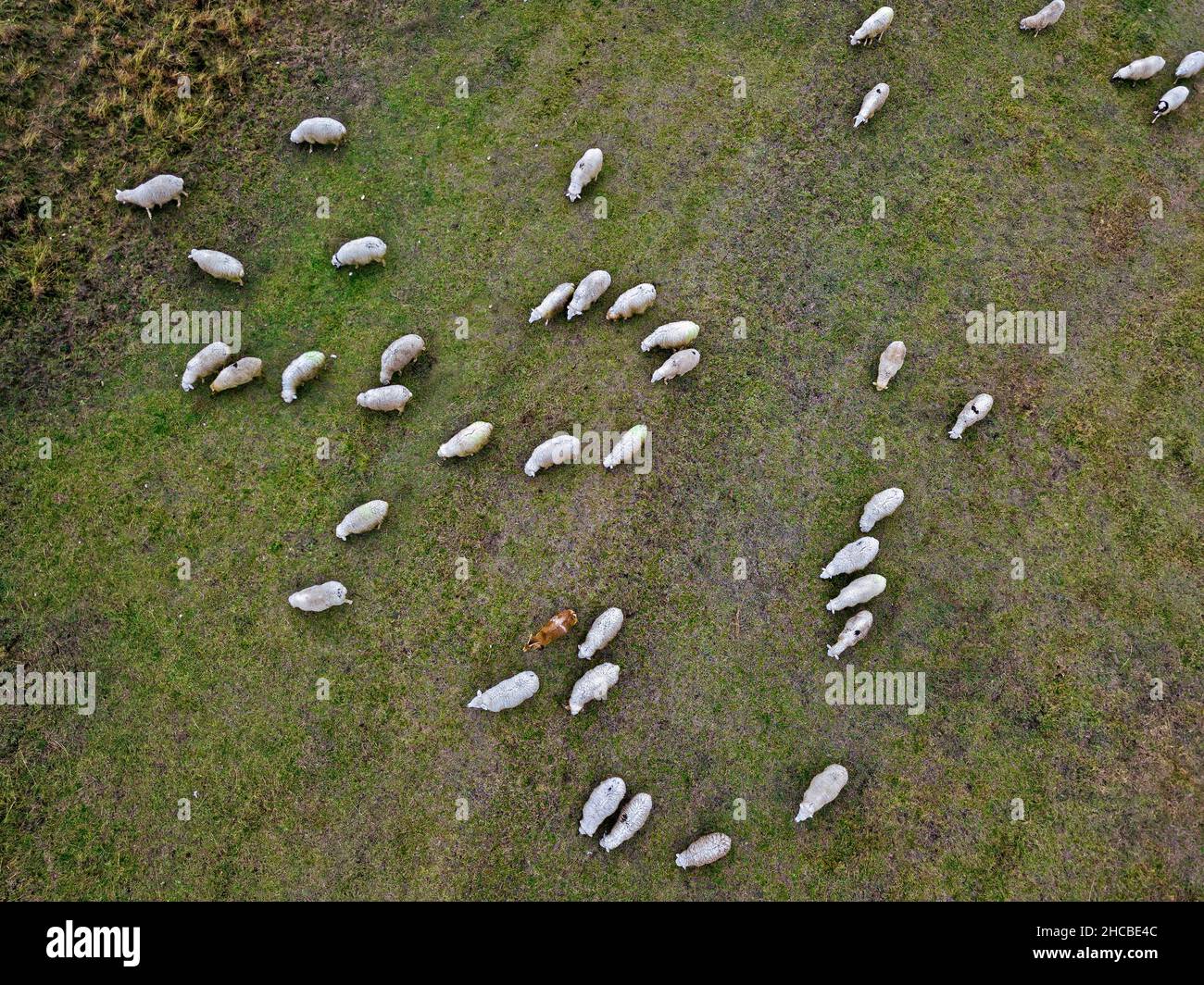 Aerial view of flock of sheep grazing in pasture Stock Photo - Alamy