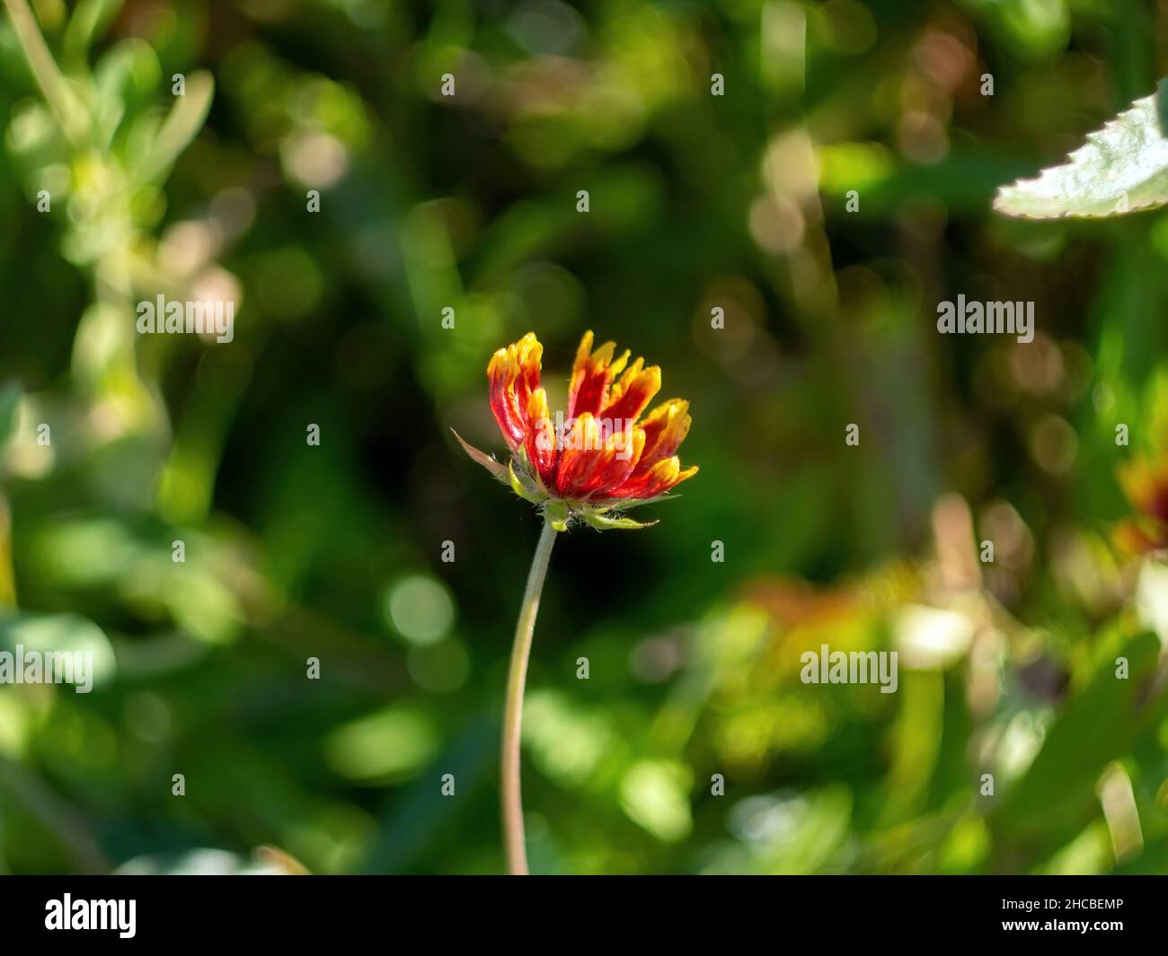 small red-yellow flower in the garden, in autumn Stock Photo