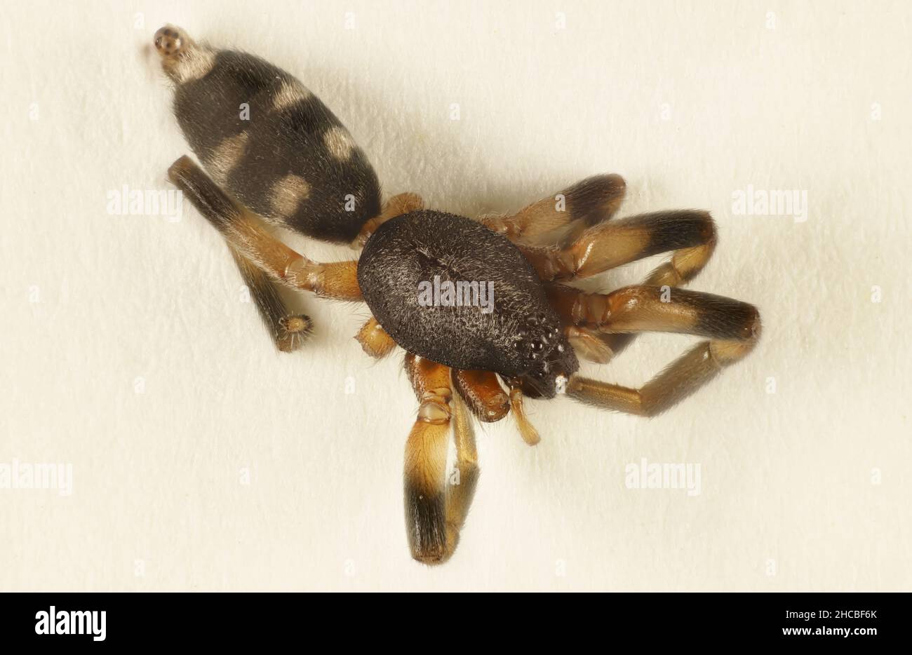 Super-macro dorsal view of White-tailed Spider (Lampona) inside house, South Australia Stock Photo