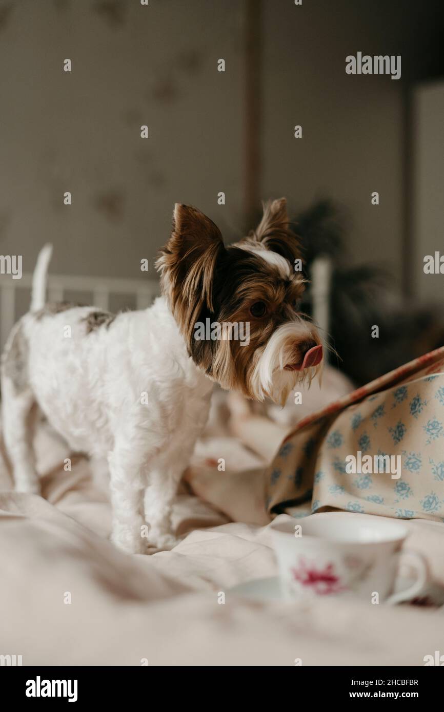 Yorkshire Terrier dog on bed at home Stock Photo Alamy
