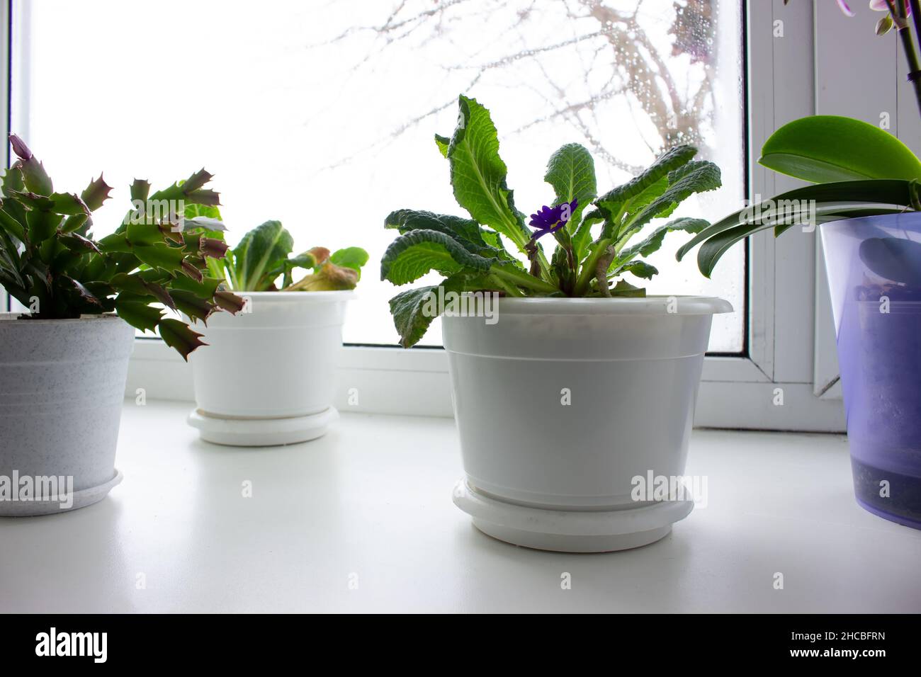 Pots of winter flowers hires stock photography and images Alamy