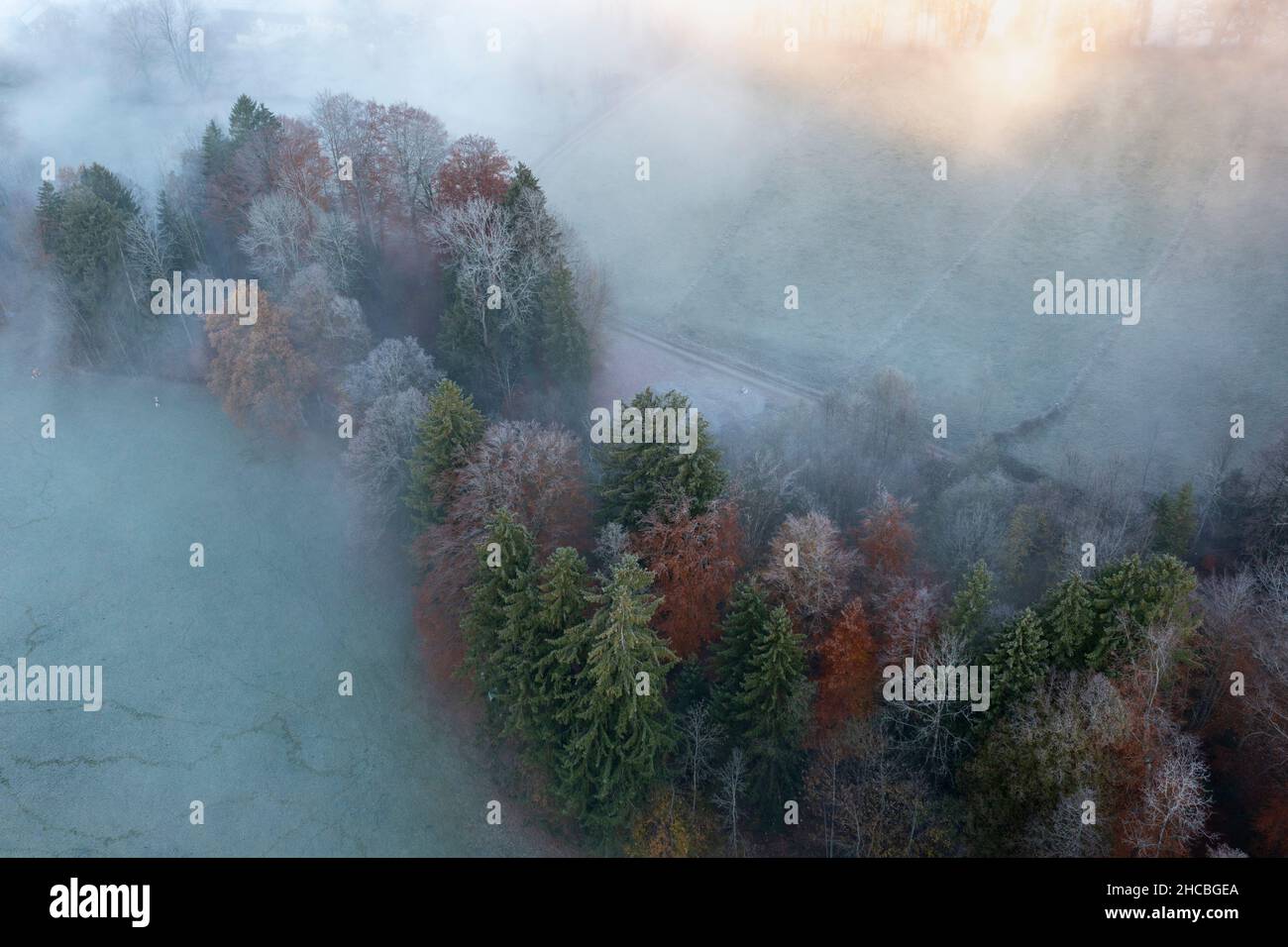 Drone view of autumn forest shrouded in morning mist Stock Photo - Alamy