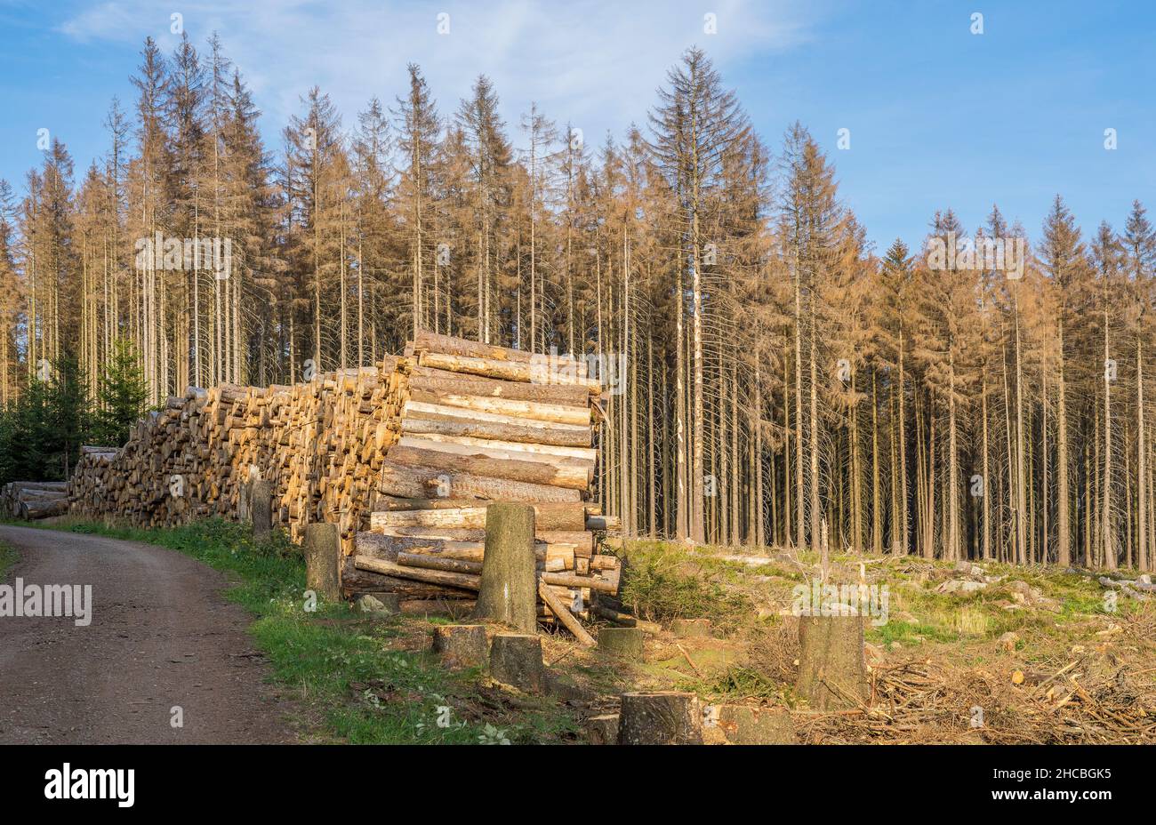 Piles of timber cut in Harz National Park Stock Photo
