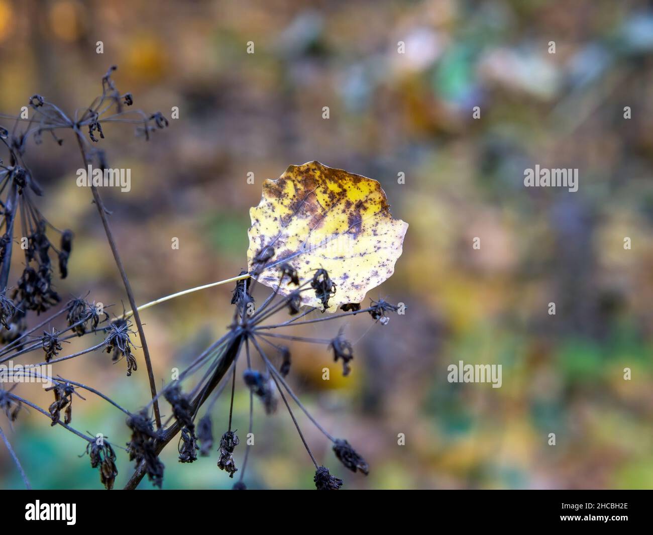 fallen leaves fell from the tree onto the grass in the fall Stock Photo ...