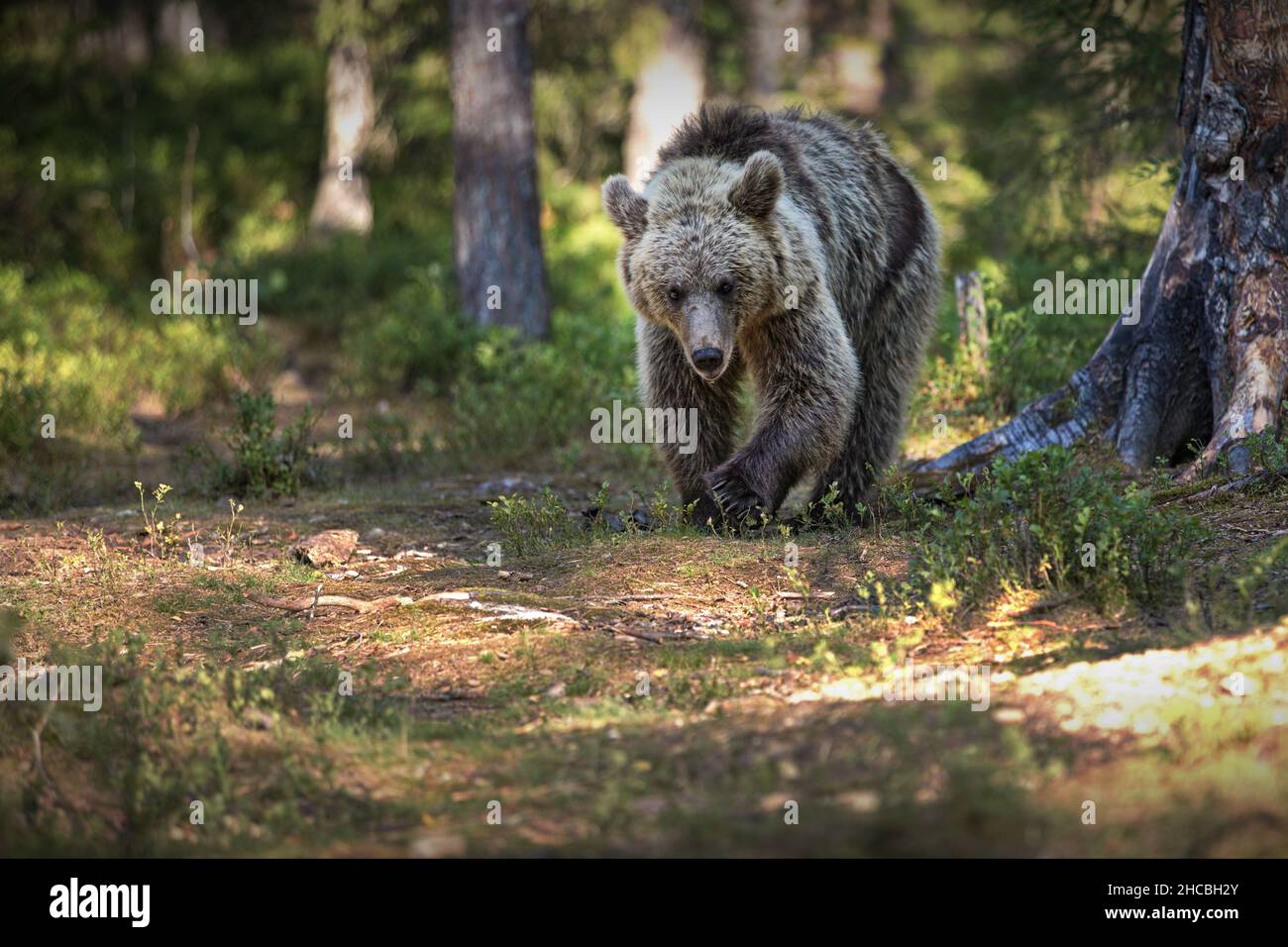 Brown bear in the forest in Finland Stock Photo - Alamy