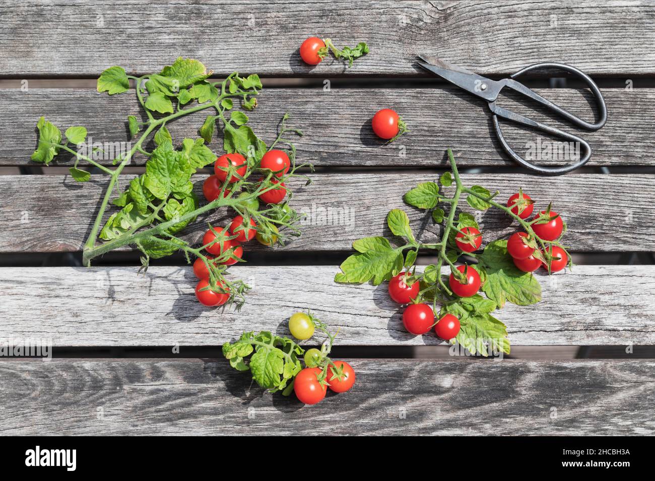 Cherry tomatoes cultivated in balcony garden Stock Photo Alamy
