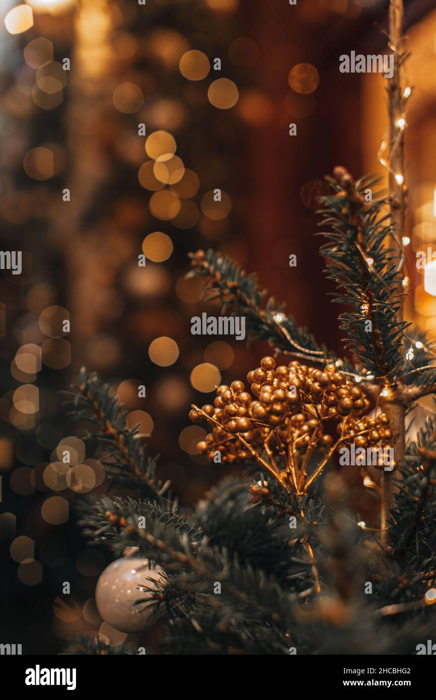 Green spruce branch of the Christmas tree decorated with a golden plant and magic garland bokeh light. New Year composition in a festive interior Stock Photo