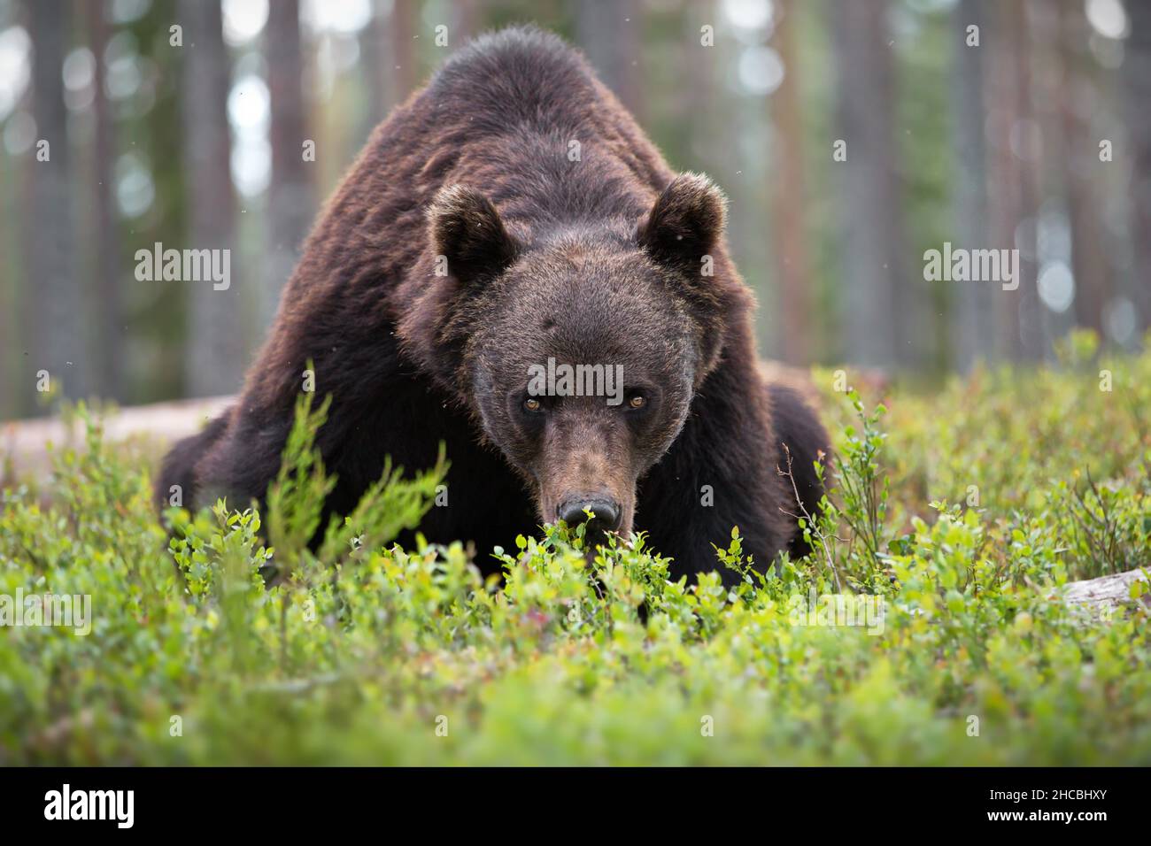 Brown bear in the forest in Finland Stock Photo - Alamy