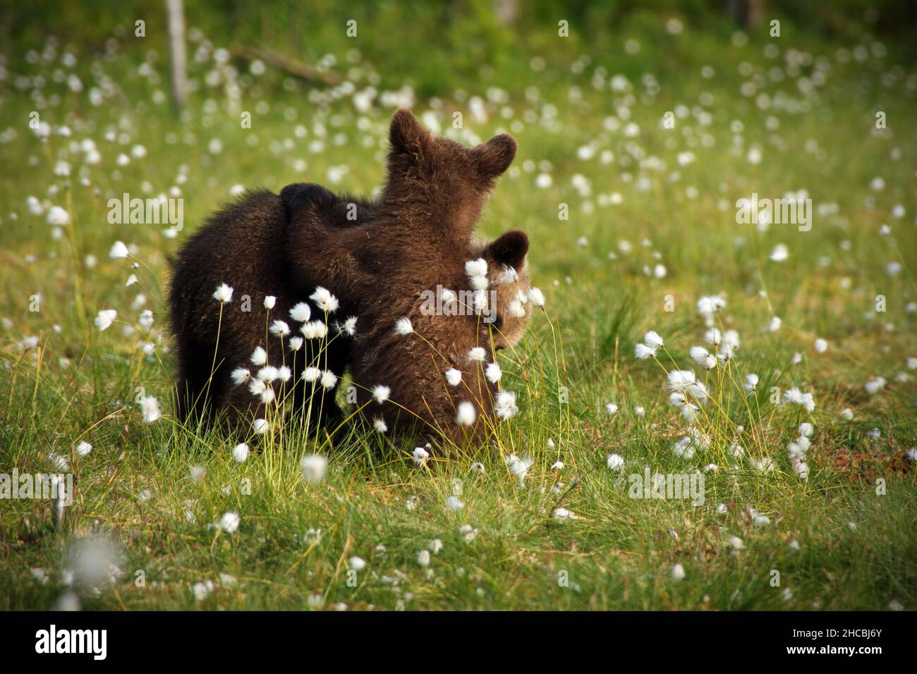 Two cute brown bear babies playing in a green field full of white small ...