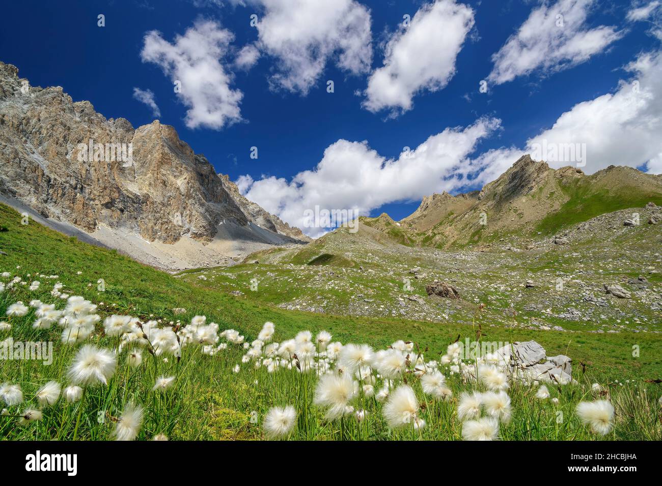 Springtime meadow in Maira Valley Stock Photo - Alamy
