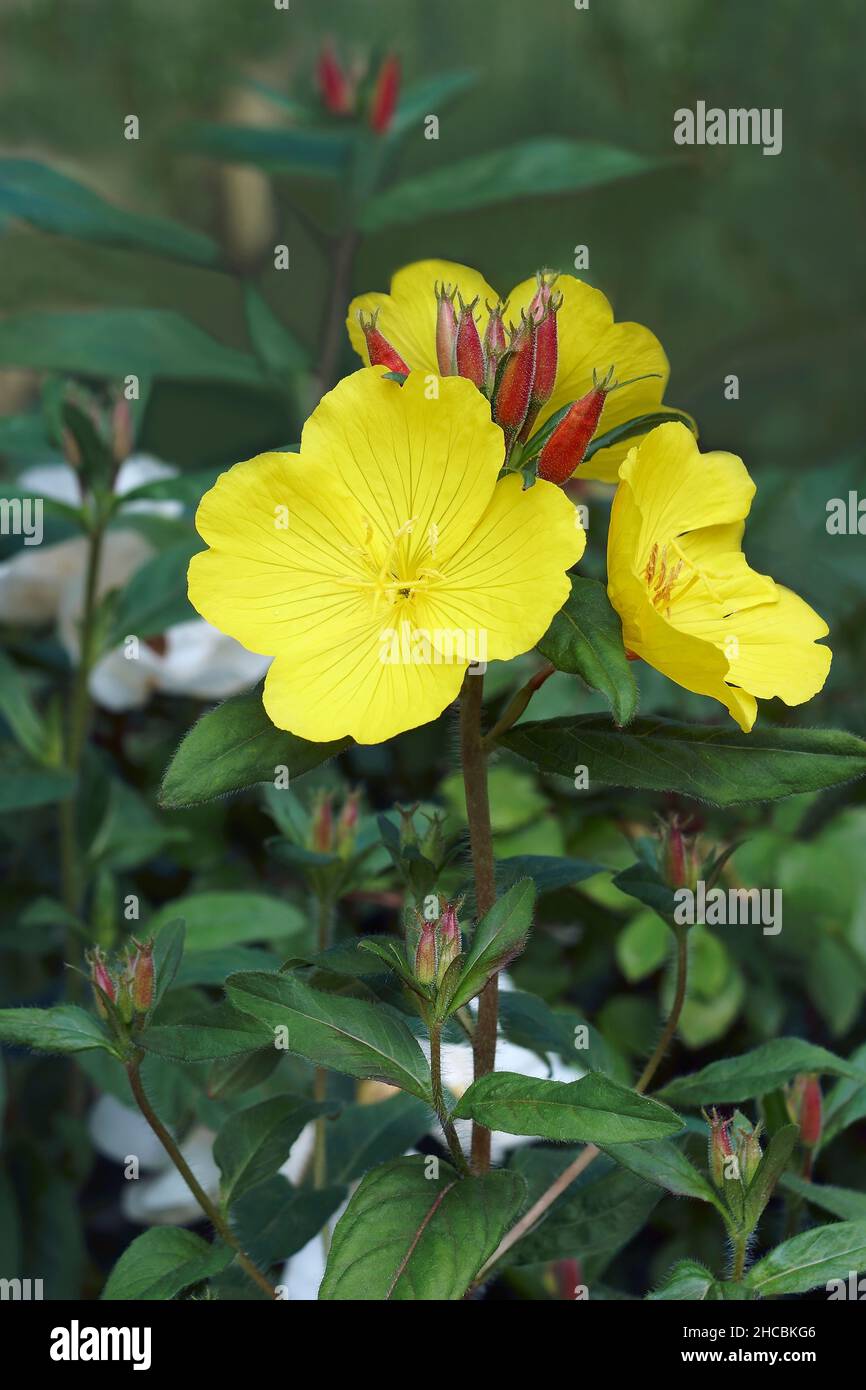 Common Evening primrose (Oenothera biennis). Called Evening star, Sundrop, Weedy evening primrose, German rampion, Hog weed and Fever-plant also Stock Photo