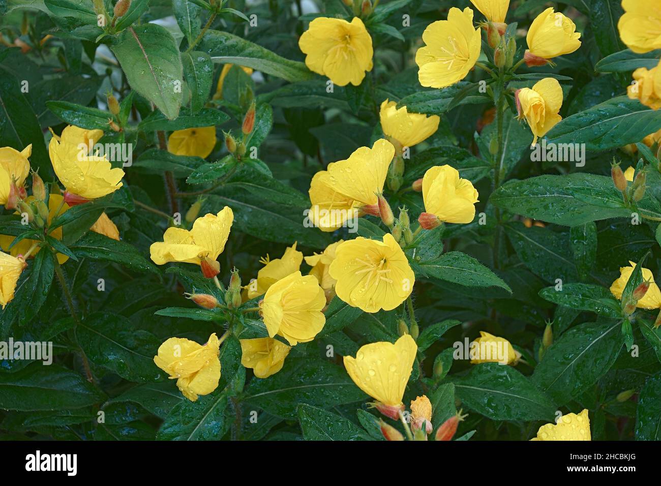 Common Evening primrose (Oenothera biennis). Called Evening star, Sundrop, Weedy evening primrose, German rampion, Hog weed and Fever-plant also Stock Photo