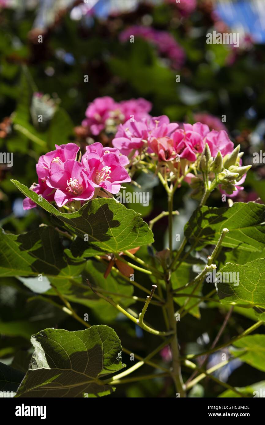 Dombeya burgessiae (Seminole) flowers. Stock Photo