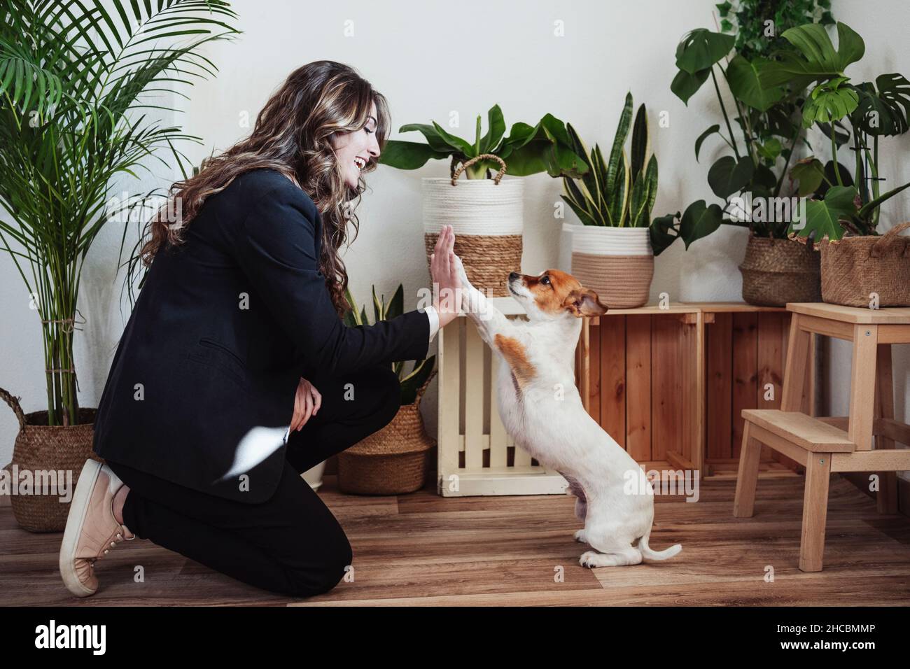 Businesswoman giving high-five to dog at office Stock Photo