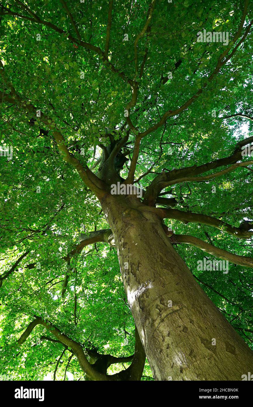 Beech Tree (Fagus sylvatica) Stock Photo