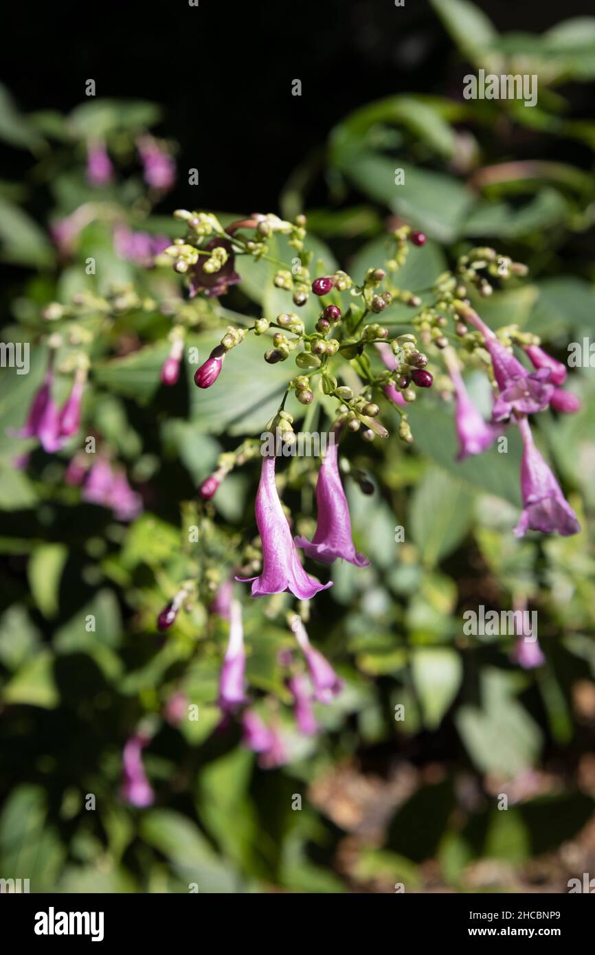 Strobilanthes cusia - Chinese rain bell. Stock Photo