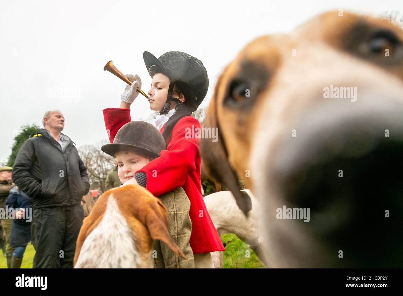 Hagley, Worcestershire, UK. 27th Dec, 2021. A curious hound photobombs the camera as 8-year-old Henley Mills blows his horn at the first Albrighton and Woodland Hunt meet at Hagley Hall since the Coronavirus pandemic. The Albrighton and Woodland Hunt meet annually at Hagley Hall in Worcestershire. Credit: Peter Lopeman/Alamy Live News Stock Photo