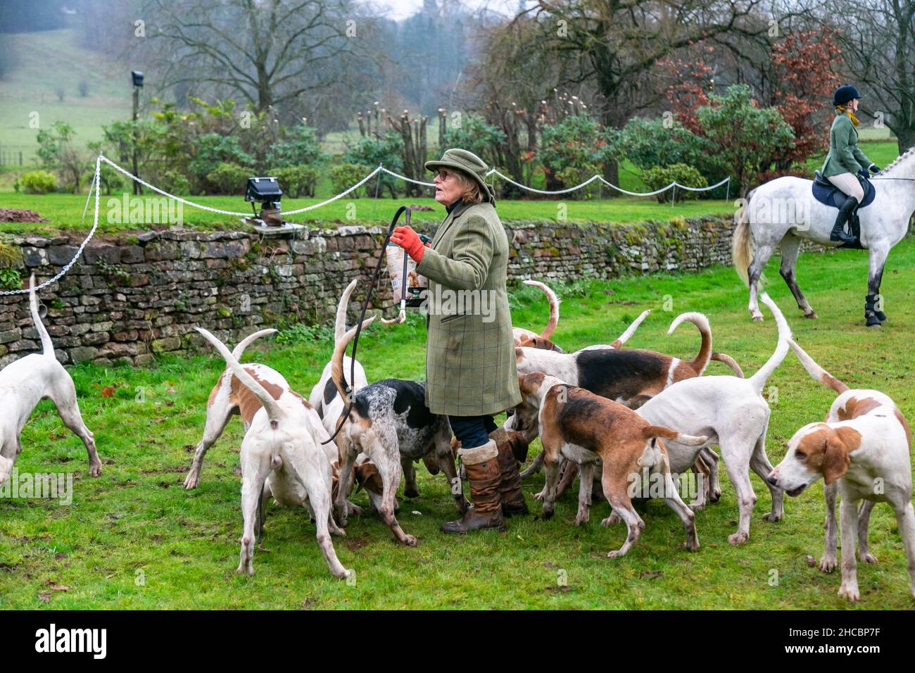Hagley, Worcestershire, UK. 27th Dec, 2021. Hazel Sheppard tends to the hounds at first meet of the Albrighton and Woodland Hunt at Hagley Hall since the Coronavirus pandemic. The Albrighton and Woodland Hunt meet annually at Hagley Hall in Worcestershire. Credit: Peter Lopeman/Alamy Live News Stock Photo