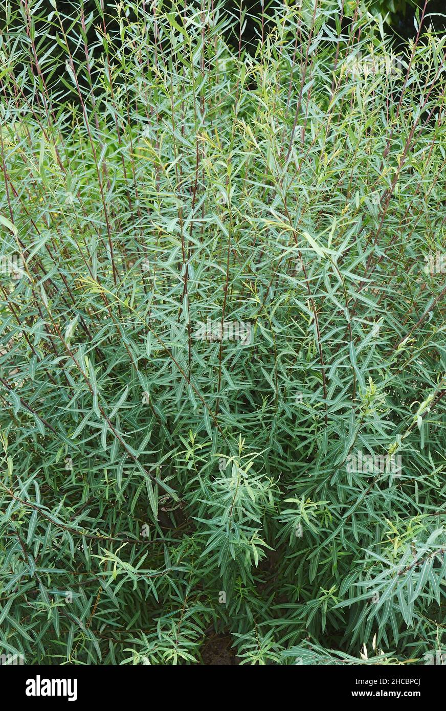 Purple willow (Salix purpurea). Called Purpleosier willow and Purple osier also. Stock Photo