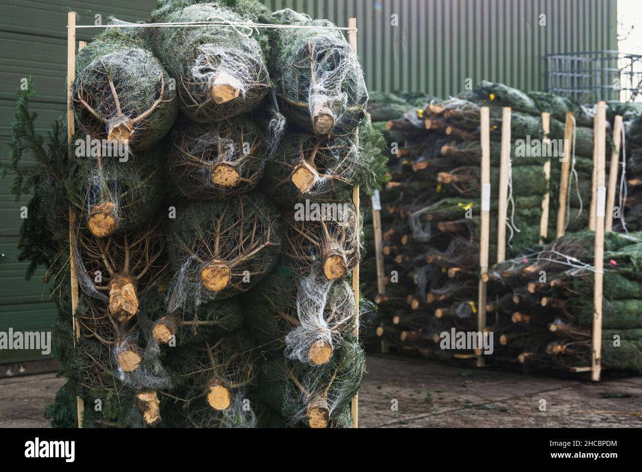 Stacks of wrapped Christmas trees in front of warehouse Stock Photo Alamy