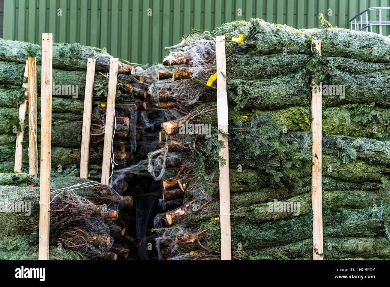 Stacks of wrapped Christmas trees in front of warehouse Stock Photo Alamy