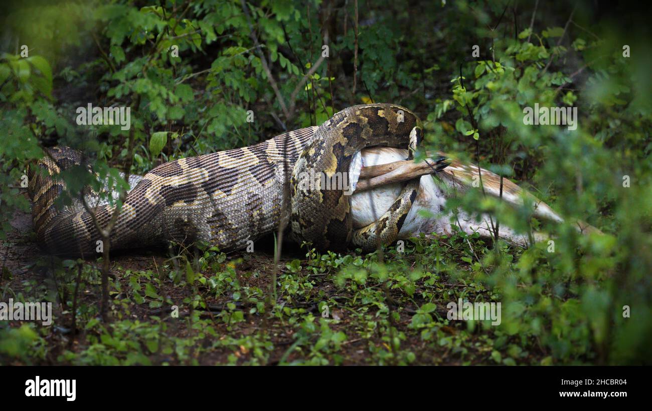 Beautiful shot of a python eatings it's prey in Sri Lanka Stock Photo ...