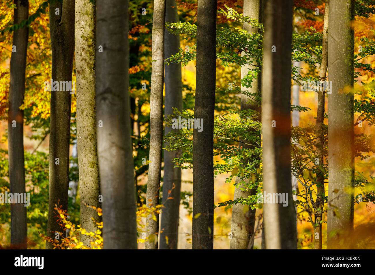 autumn leaves in the forest Stock Photo - Alamy