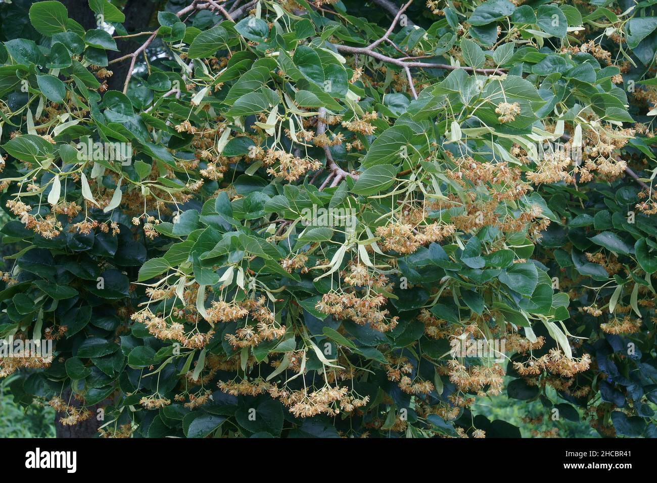 Caucasia linden (Tilia x euchlora). Called Crimean linden also. Hybrid between Tilia cordata and Tilia dasystyla. Stock Photo