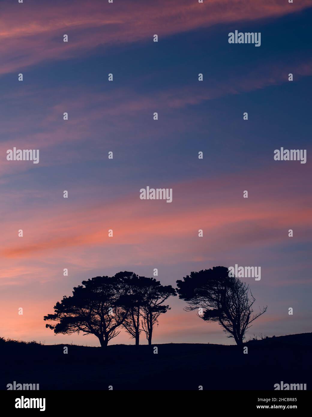 Solitary trees hires stock photography and images Alamy