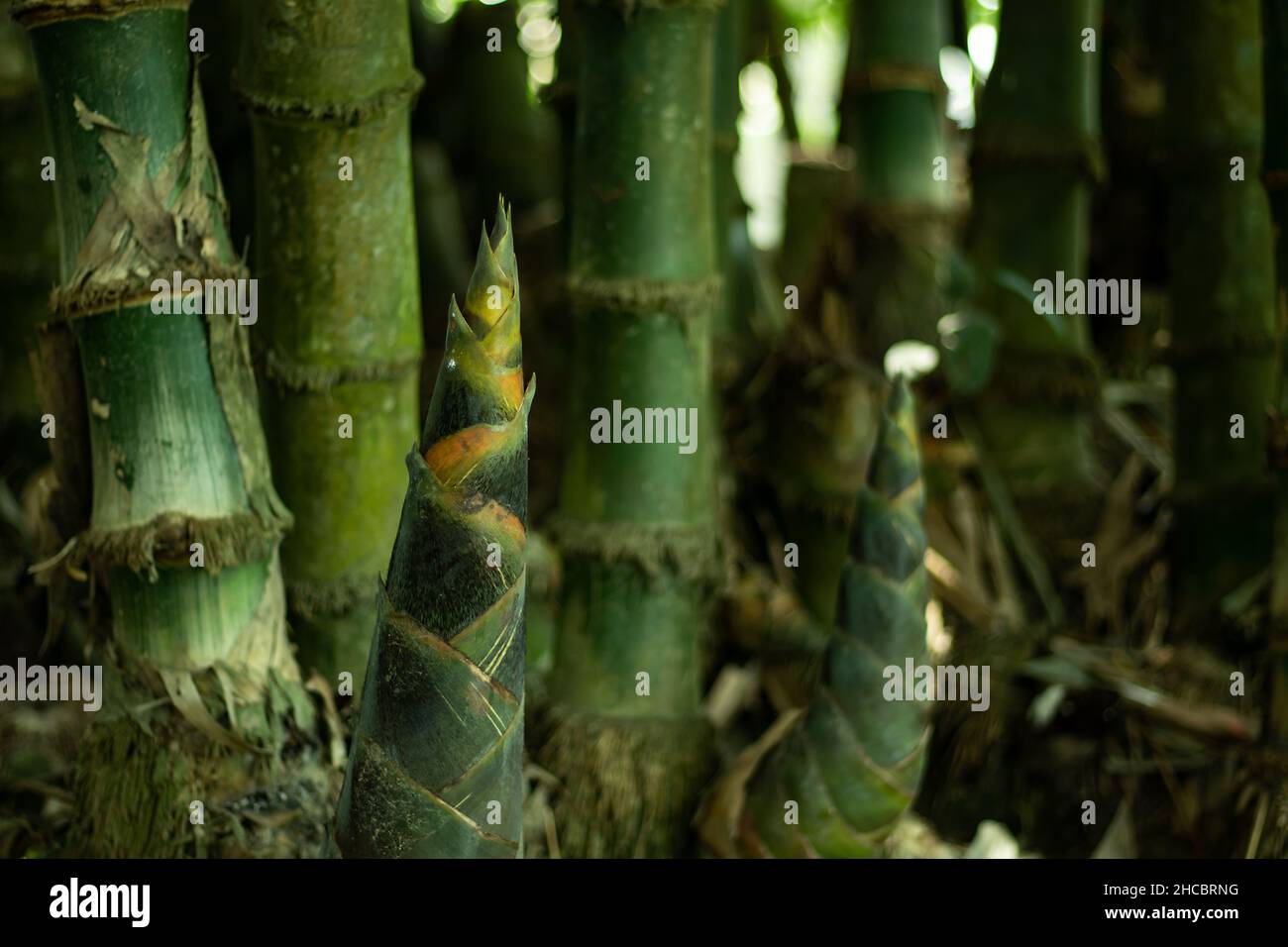 Bamboo seedlings growing in full sun will grow the fastest. Bamboo is a