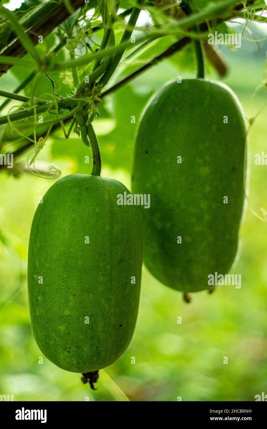 Bamboo seedlings growing in full sun will grow the fastest. Bamboo is a