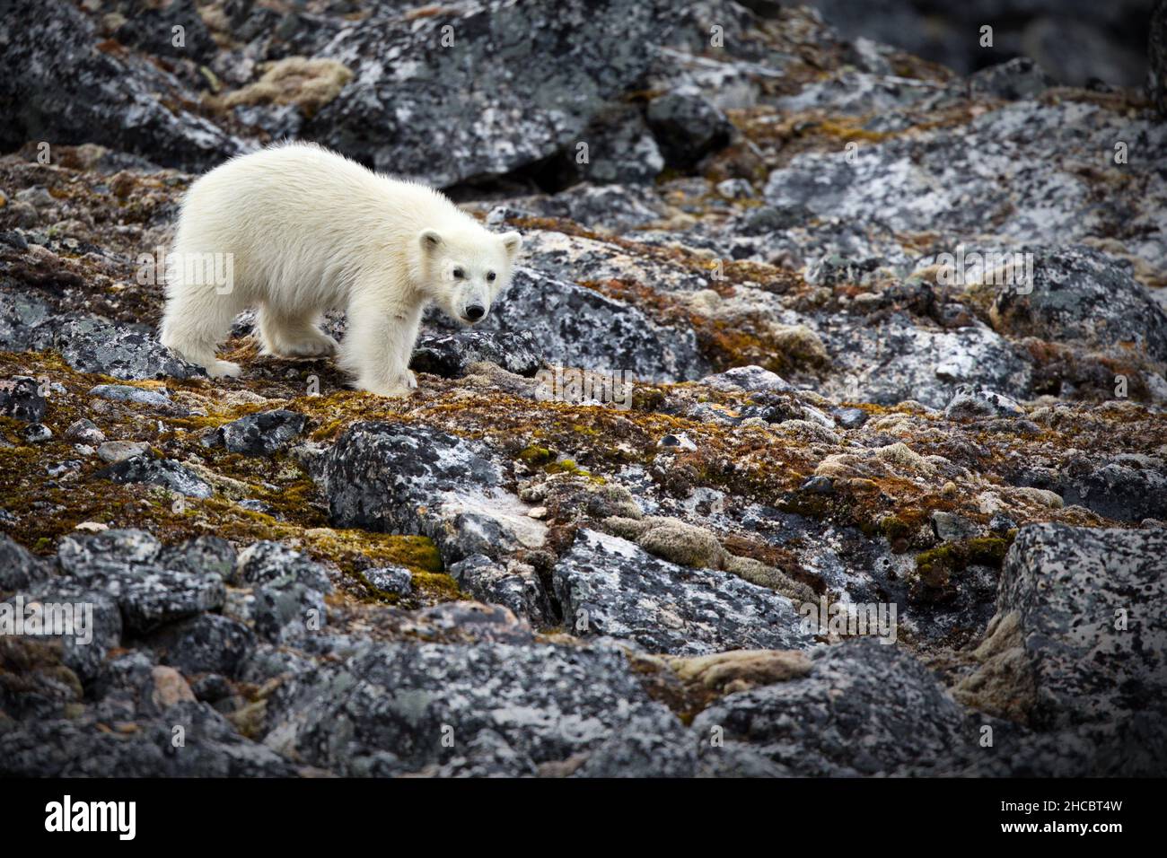 White polar bear standing on a big rock in his habitat Stock Photo - Alamy