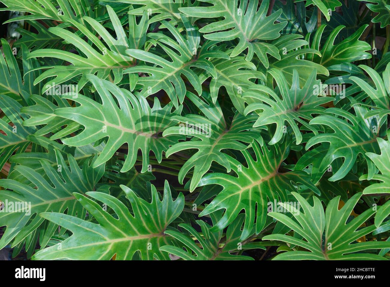 Winterbourn (Thaumatophyllum xanadu). Another botanical names are  Philodendron xanadu and Philodendron x 'Winterbourn' Xanadu Stock Photo -  Alamy