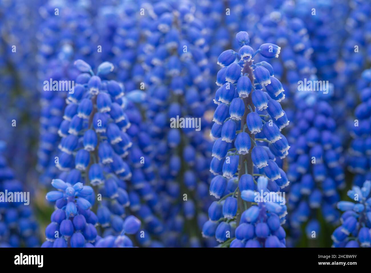 Blue grape hyacinths blooming in spring Stock Photo - Alamy