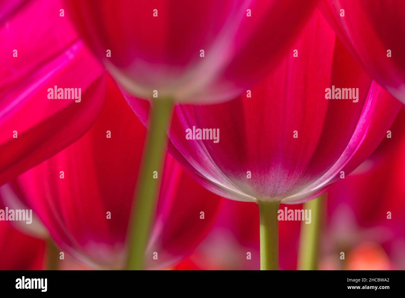 Heads of red blooming tulips (Tulipa Trijntje) Stock Photo