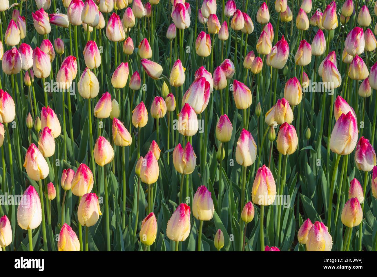 Bed of red and yellow blooming tulips Stock Photo - Alamy