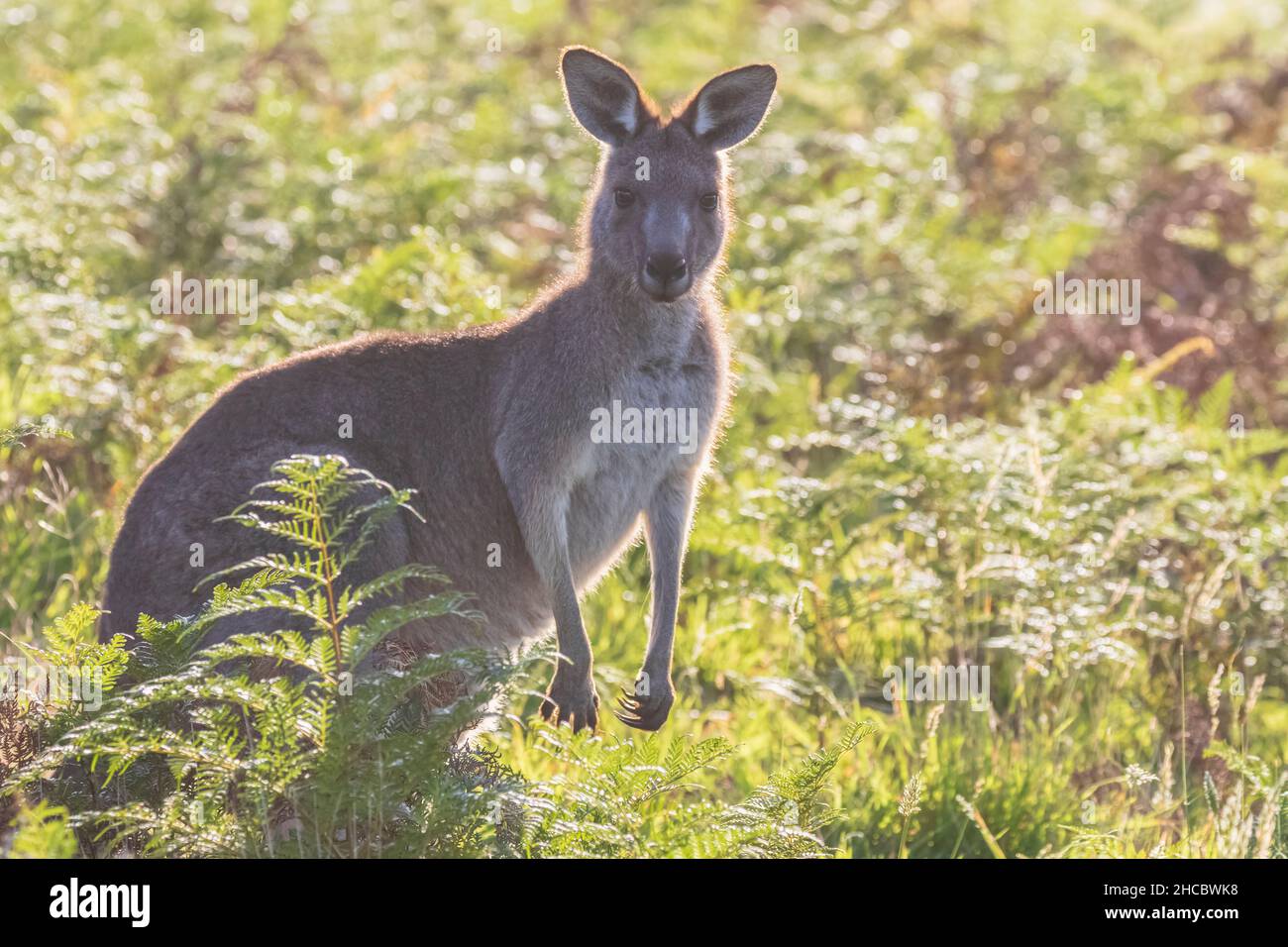 Portrait of eastern grey kangaroo (Macropus giganteus) standing amid green flora Stock Photo