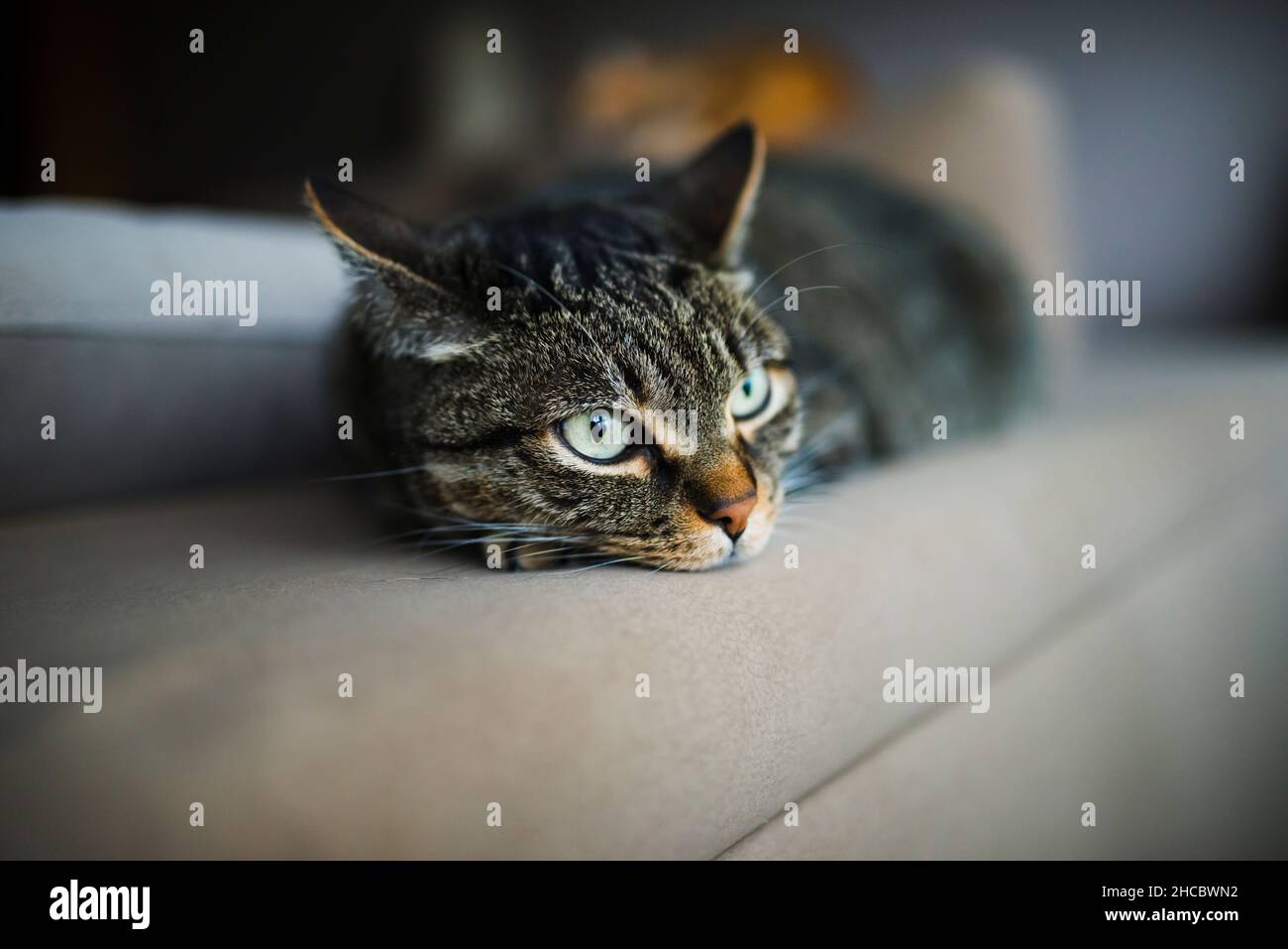 Tabby cat resting on sofa at home Stock Photo