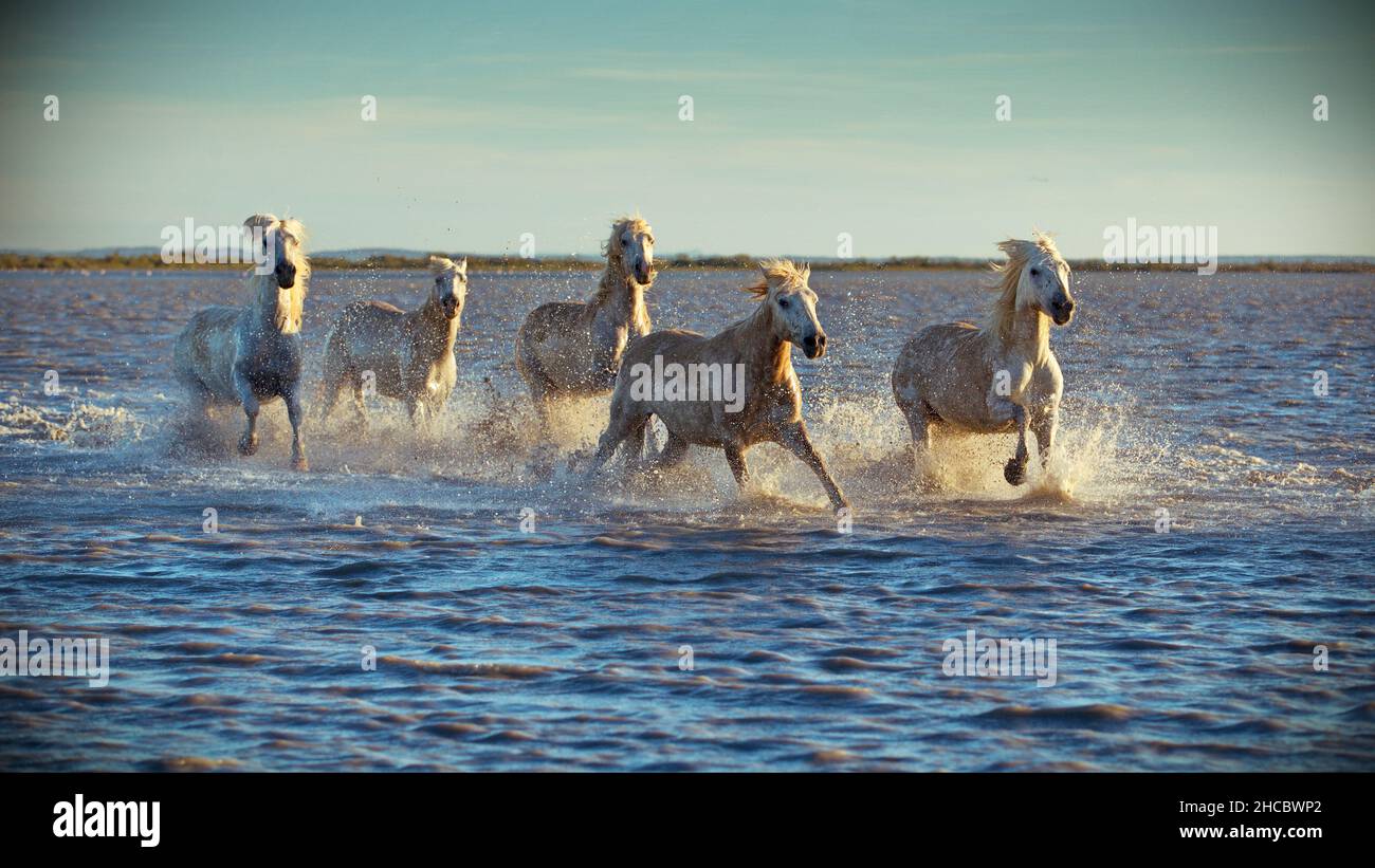 Beautiful shot of white horses running in the water during the day in Camargue, France Stock Photo