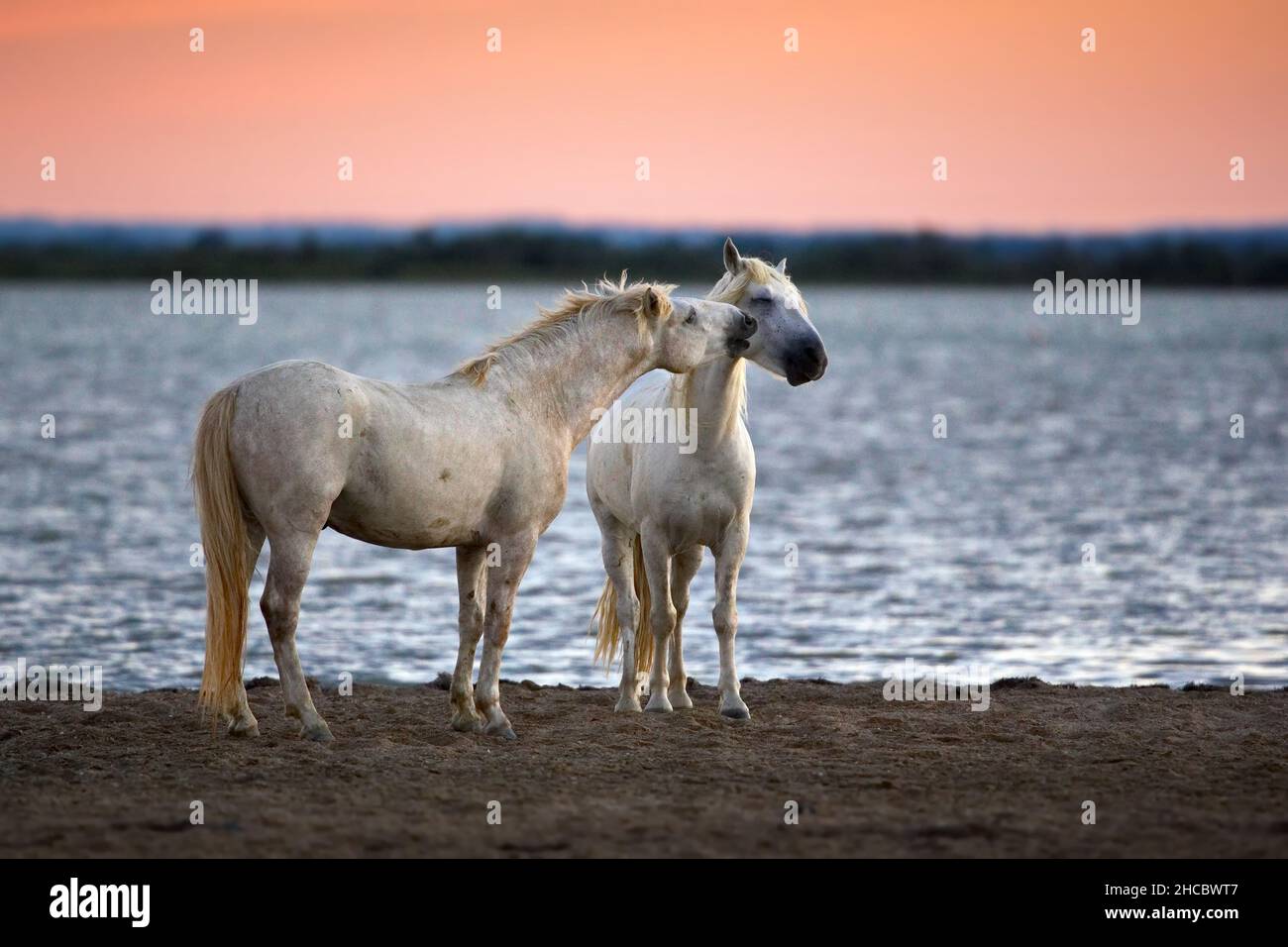 Beautiful shot of two horses on a coast during the sunset in Camargue, France Stock Photo