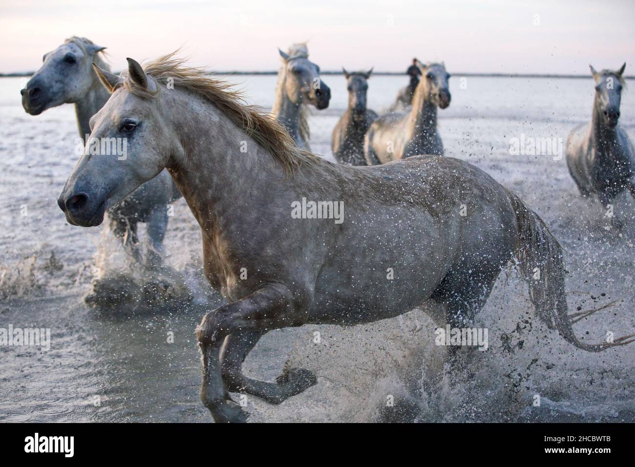 Beautiful shot of white horses running in the water during the day in Camargue, France Stock Photo