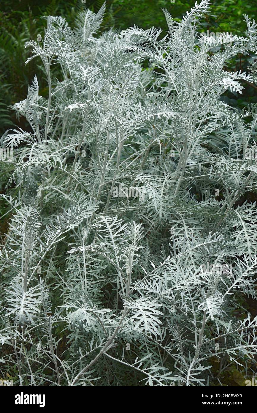 Powis Castle wormwood (Artemisia arborescens 'Powis Castle'). Hybrid between Artemisia arborescens and Artemisia absinthum. Stock Photo