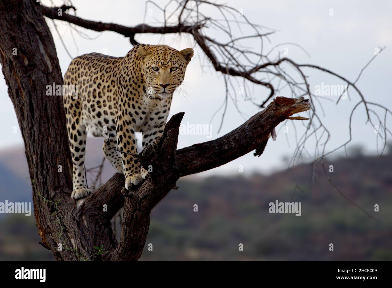 Beautiful shot of a cheetah standing on the branch of tree in Nam Stock Photo