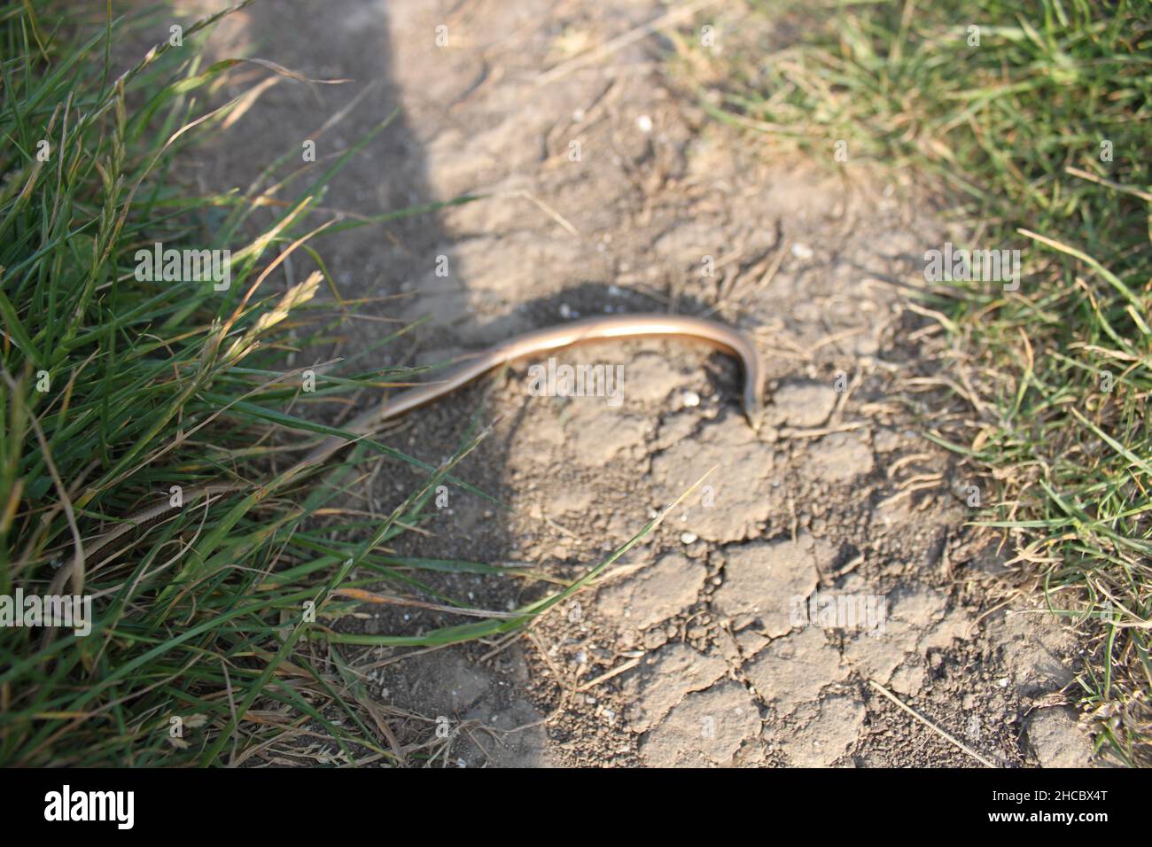Slow worm legless lizard. South west coast path. England coast path