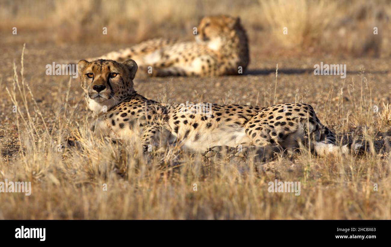 Cheetahs lying with their head raised on the Namibian desert plains Stock Photo