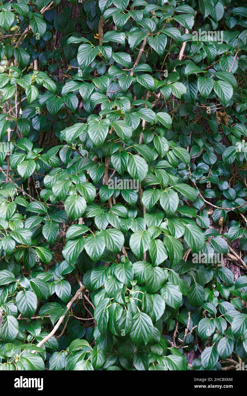 Moonlight chinese hydrangea vine (Schizophragma hydrangeoides). Called Japanese hydrangea vine also. Stock Photo